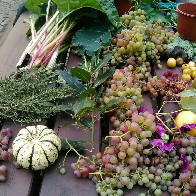 Jardin ouvert3
