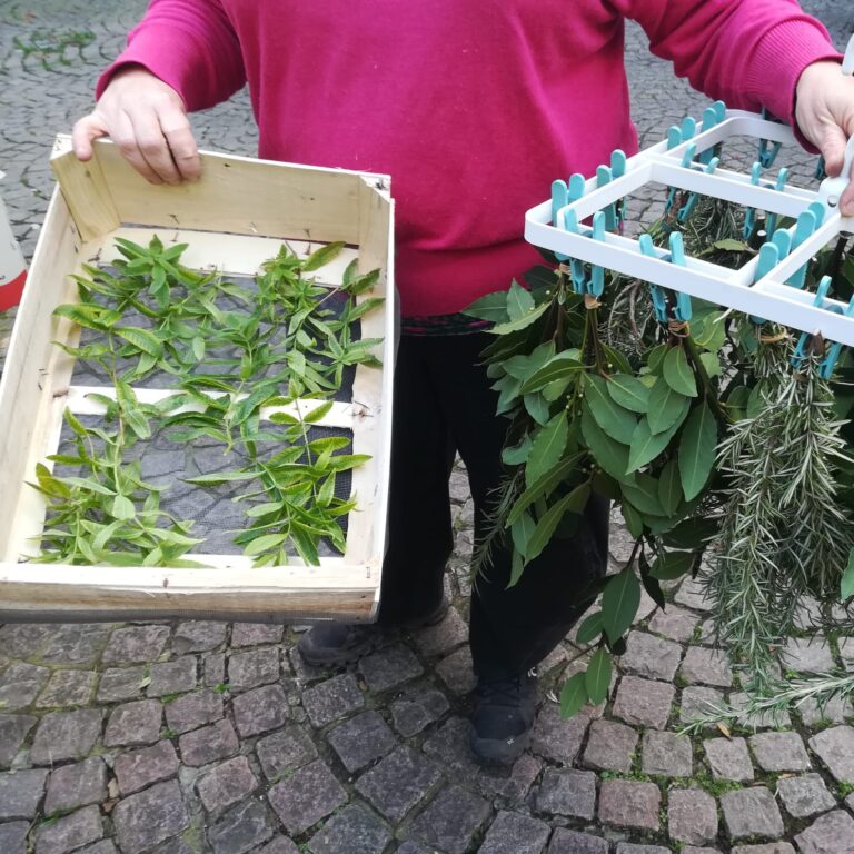 2024-10-23-plantes-pretes-a-secher-e1755008075767-768x768