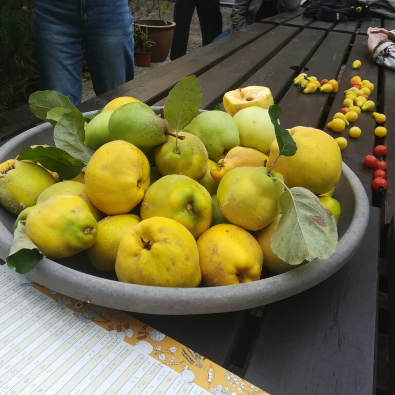 2024-10-16 récolte coings