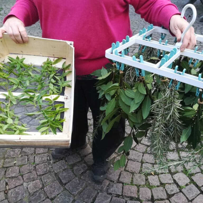 2024-10-23 plantes pretes à sécher